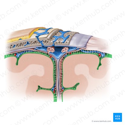 <p>What makes up the pia mater?</p>