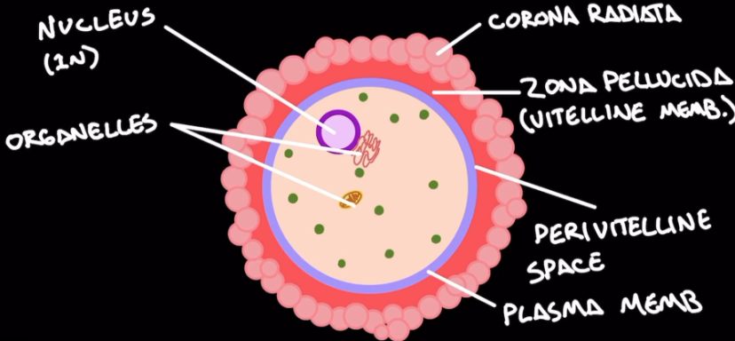 <p><span style="background-color: transparent;">mature egg outside of ovary</span></p><ul><li><p><span style="background-color: transparent;">Corona radiata: superficial layer</span></p></li><li><p><span style="background-color: transparent;">Zona pellucida: protective glycoprotein layer</span></p></li><li><p><span style="background-color: transparent;">Perivitelline space: between zona pellucida and plasma membrane; prevents polyspermy.</span></p></li></ul><p></p>