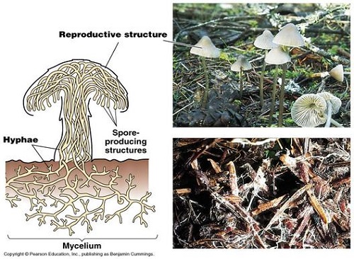 <p>Thread-like filaments that make up the body of a fungus.</p>