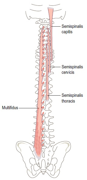 <ul><li><p>prominent in lumbar region</p></li></ul><p>O: posterior sacrum/pelvis, lumbar superior articular processes, TP thoracic</p><p>I: SP 2-4 levels above</p><p></p>