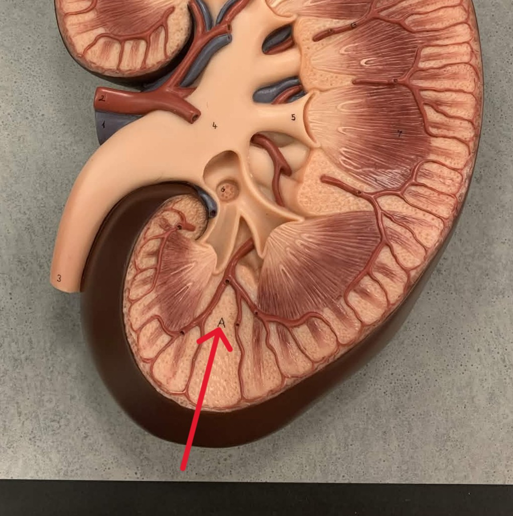 <p>Which part of the kidneys:</p><ul><li><p>Bands of tissue between pyramids</p></li></ul><p></p>