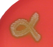 <p>A(n) ________ hemolysis test shows the <strong>partial</strong> breakdown of red blood cells. </p>