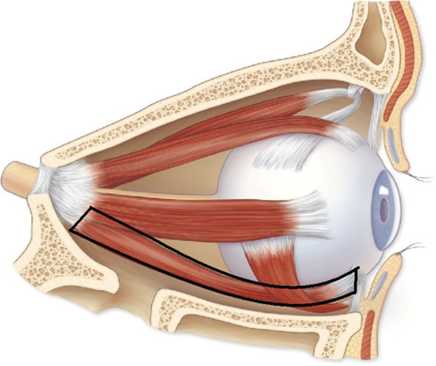 <p>Name this muscle of the eye.</p>