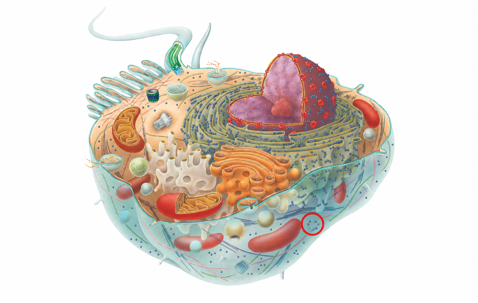 <p>What cell part is circled?</p>