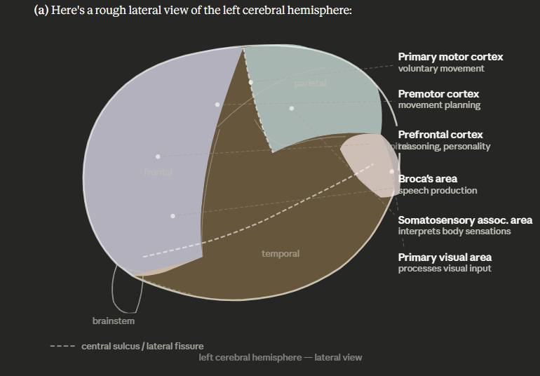 <p><strong>(b)</strong> The hemisphere most involved in most people's ability to draw is the <strong>right hemisphere</strong>. Drawing requires spatial reasoning, holistic perception, and recognizing shapes and proportions — functions dominated by the right cerebral hemisphere.</p><p class="font-claude-response-body break-words whitespace-normal leading-[1.7]"><strong>(c)</strong> The labeled regions and their major functions:</p><p class="font-claude-response-body break-words whitespace-normal leading-[1.7]"><strong>Primary motor cortex</strong> — Controls voluntary movement of specific body parts (body mapped topographically).</p><p class="font-claude-response-body break-words whitespace-normal leading-[1.7]"><strong>Premotor cortex</strong> — Plans and coordinates movements before the primary motor cortex executes them.</p><p class="font-claude-response-body break-words whitespace-normal leading-[1.7]"><strong>Somatosensory association area</strong> — Integrates and interprets sensory information from the body (touch, pain, temperature, position).</p><p class="font-claude-response-body break-words whitespace-normal leading-[1.7]"><strong>Primary visual area</strong> — Located in the occipital lobe; receives and processes raw visual information from the eyes.</p><p class="font-claude-response-body break-words whitespace-normal leading-[1.7]"><strong>Anterior association area (prefrontal cortex)</strong> — Higher-order functions including reasoning, planning, judgment, and personality.</p><p class="font-claude-response-body break-words whitespace-normal leading-[1.7]"><strong>Broca's area</strong> — Located in the left frontal lobe; controls the <em>production</em> of speech and language (damage causes expressive aphasia).</p>