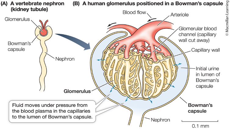 <p>Capillaries in the glomerulus have many pores and allow many types of solutes to pass</p><p>Blood pressure drives fluid and solutes into kidneys</p><p>Kidney helps to regulate blood pressure</p>