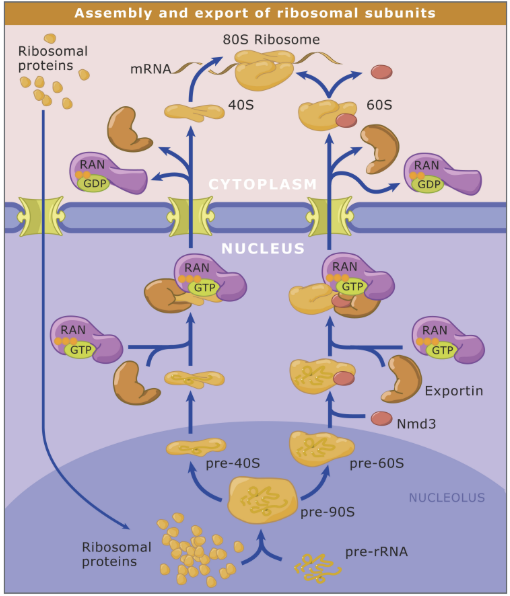 <ol><li><p>Ribosomal proteins → nucleolus through NPC</p></li><li><p>Ribosomal proteins + pre-rRNA </p></li><li><p>Eventually bind to Ran-GTP → brought to cytoplasm through NPC </p><ol><li><p>Ran-GTP → Ran-GDP → subunits formed </p></li></ol></li></ol><p></p>