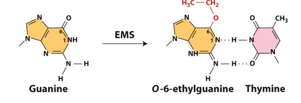 <p>EMS is an alkylating agent that changes Guanines configuration to bond with Thymine, causing GC → AT mutations.</p><p>Repair proteins – alkyltransferases. The (alkyl) ethyl group is transferred from the base in the DNA to the protein</p>