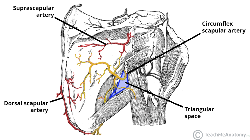 <p>Dorsal scapular artery.</p>