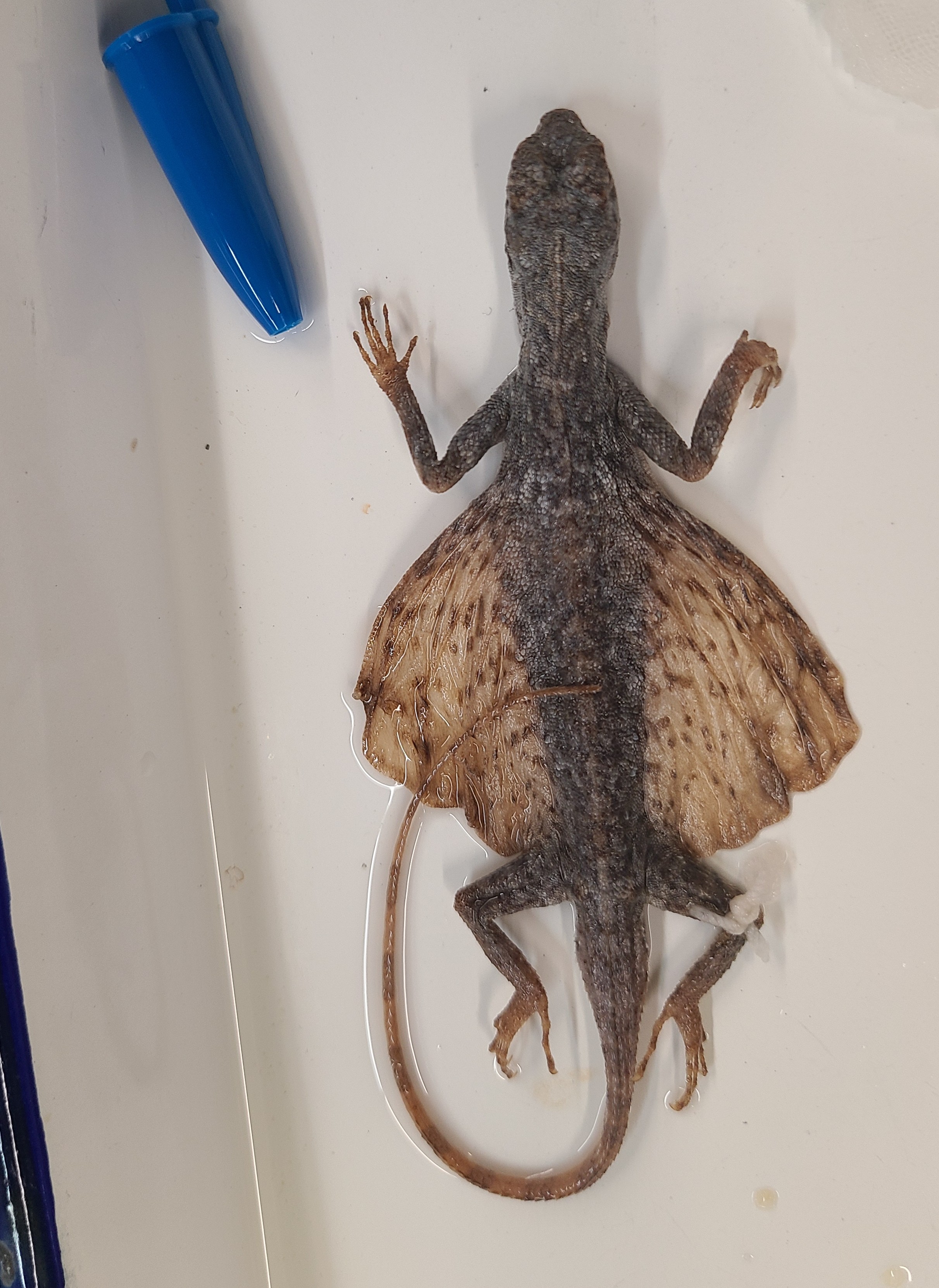 <p><span>Scientific name and distinguishing feature</span></p>