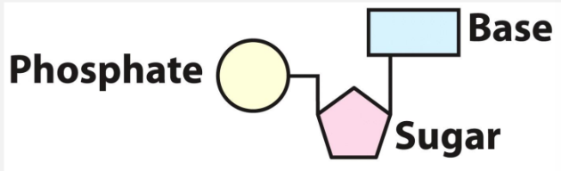 <p>Repeating units of DNA and RNA made up of:</p><ul><li><p>Pentose sugar</p></li><li><p>Phosphate Group</p></li><li><p>Nitrogenous Base</p></li></ul><p></p>