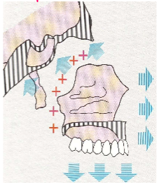 <ul><li><p>refers to changes in position of bone by its enlargement</p></li><li><p>eg maxilla articulates w cranial base, so sutures in superior and posterior areas can deposit bone - pushes maxilla down and forward</p></li></ul><p></p>