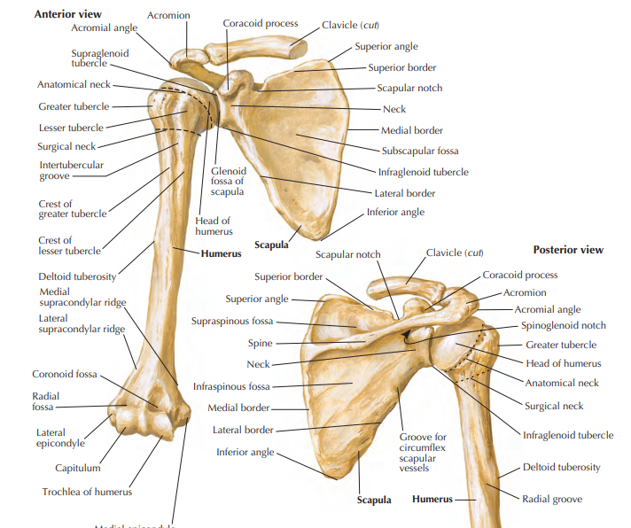 <p>Deltoid tubercle of the scapular spine</p>