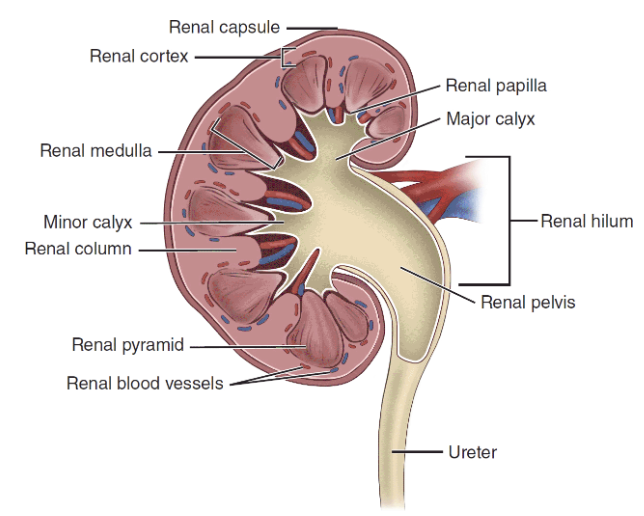 <p><strong>Internal Structure of Kidney and Blood Supply</strong></p>