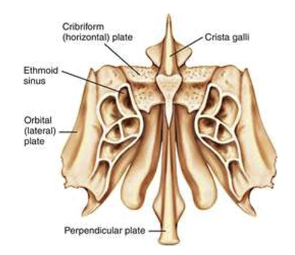 <p>Crest of the ethmoid bone (meaning 'crest of the rooster') that projects upward to attach to the falx cerebri of the dura mater.</p>
