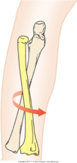 <p>proximal radioulnar joint </p>