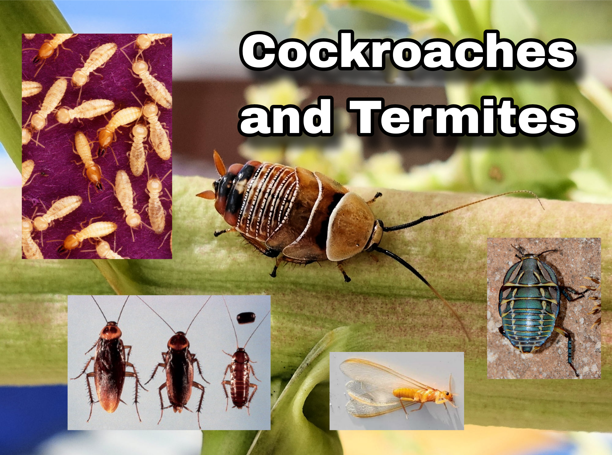 <p>Cockroaches and Termites</p>