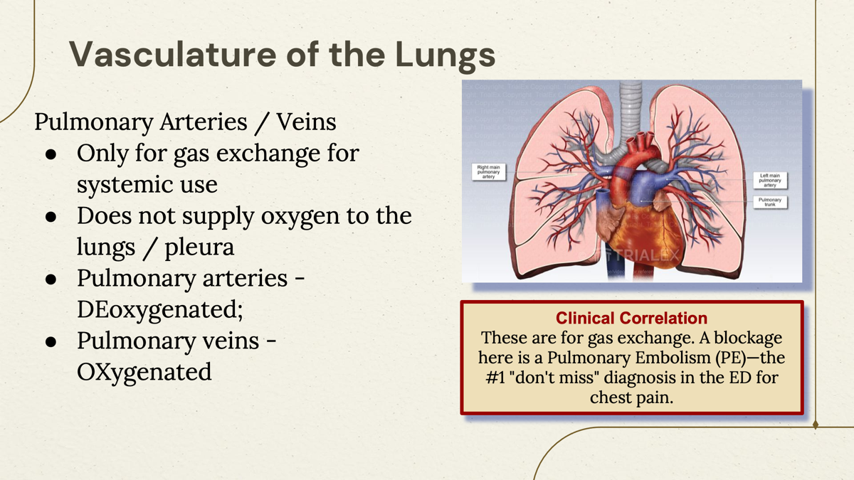 <p>Oxygenated blood. </p><p><span>Go from </span><strong>lungs → heart</strong></p>