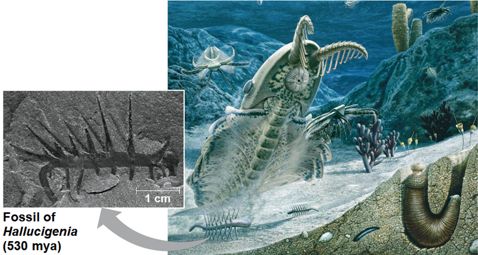 <p>Paleozoic Era (541-252 MYA)</p>