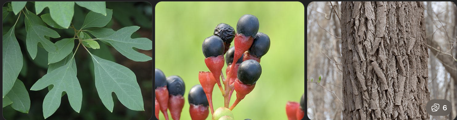 <p>Identify this tree</p>