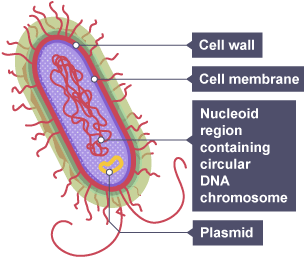 <p>Most prokaryotes contain their genetic material in the form of a circular double-stranded DNA molecule floating in the nucleoid</p>