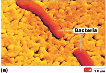 <p>bacterium</p><p>genus: haemo (blood) philus (loving)</p><ul><li><p>requires blood components for growth </p></li></ul><p>species: influenza, as this bacterium was mistakenly thought to cause the disease; actually caused by a virus </p><p></p>