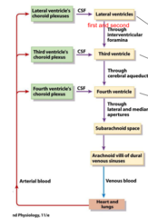 <p>Choroid plexus in ventricles --> subarachnoid space --> arachnoid villi --> heart --> capillaries --> ventricles</p>