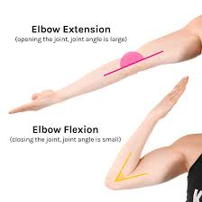 <p>Flexion and extension.</p>