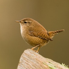 <p>short-tailed bird</p>
