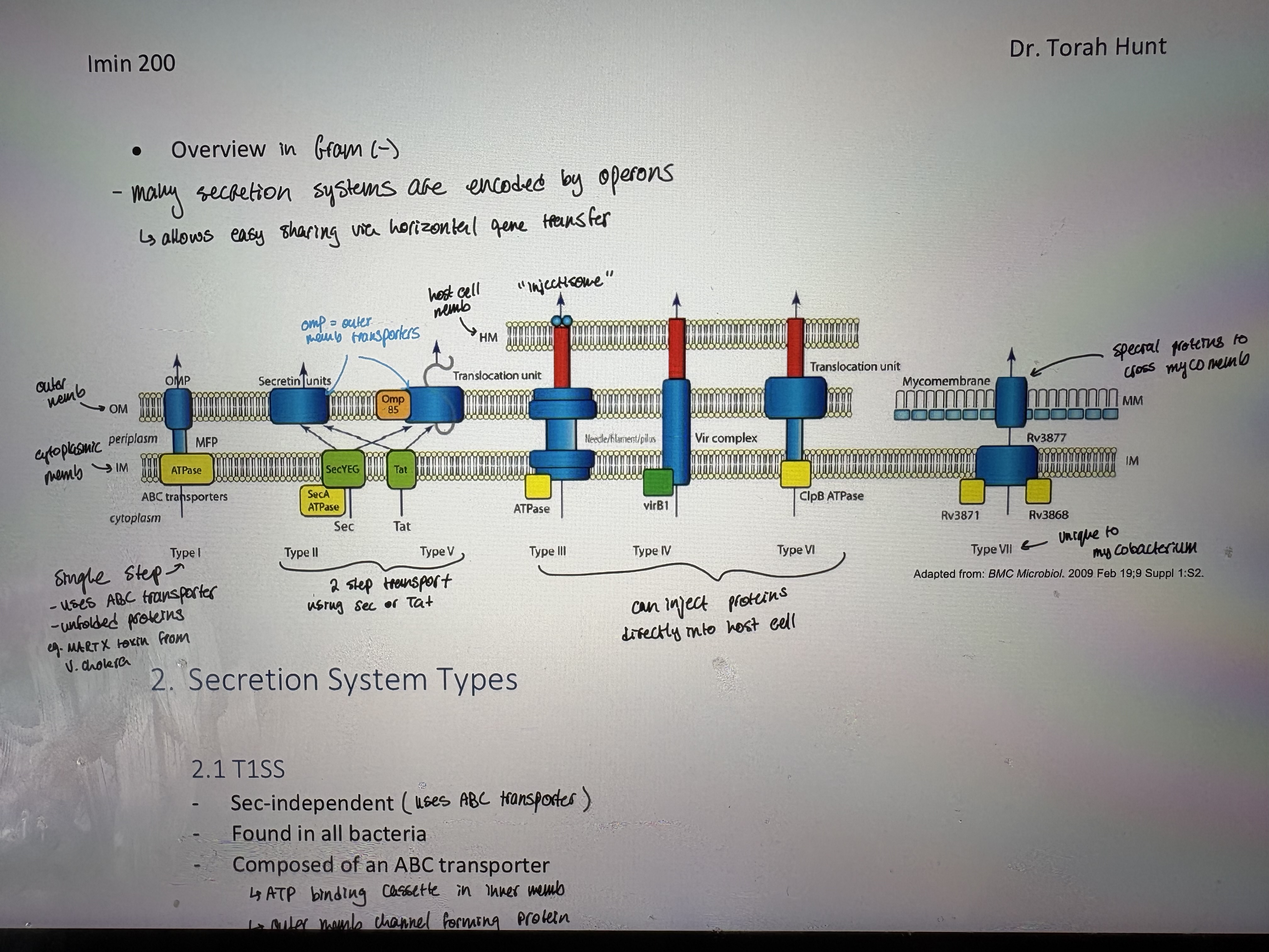 <p>- zthere are different types of secretion systems used by bacteria</p><ul><li><p>Named T1SS through T6SS</p></li></ul><p>- Function:</p><ul><li><p>Protection</p></li><li><p>Transport of extracellular components</p></li><li><p>Communication</p></li><li><p>Release of virulence factors; most pathogens have evolved specialized secretion systems for virulence factors</p></li></ul><p>- Mechanisms differ between Gram-negative & Gram-positive bacteria</p><p>- In Gram-negative bacteria, secretion can occur in:</p><ul><li><p>1-step process: across both CM & OM eg. T1SS, T3SS, T4SS, T6SS </p></li><li><p>2-step process: export into the periplasmic space via the universal Sec or Tat pathways 1) across CM via Sce or Tat 2) across OM via T2SS or T5SS</p></li></ul><p>- In Gram-positive bacteria:</p><ul><li><p>Secreted proteins are commonly translocated across the CM by the Sec pathway or Tat pathway</p></li></ul><ol><li><p>Sec system translocates unfolded proteins</p><p>o Common to all Gram (+) and (-). Translocated proteins have a hydrophobic N-terminal leader sequence (signal for secretion). Requires ATP</p></li><li><p>Tat systems transport folded proteins (see other pic)</p></li></ol><ul><li><p>Found in both Gram positive and negative bacteria (but not all). Used for proteins that associate w/ cofactors. Association is made in cytoplasm prior to transport</p></li><li><p>Energy source: ATP</p></li></ul><p>- Overview in Gram (-): many secretion systes are encoded by operons. Allows easy sharing via horizontal gene transfer</p><p></p>