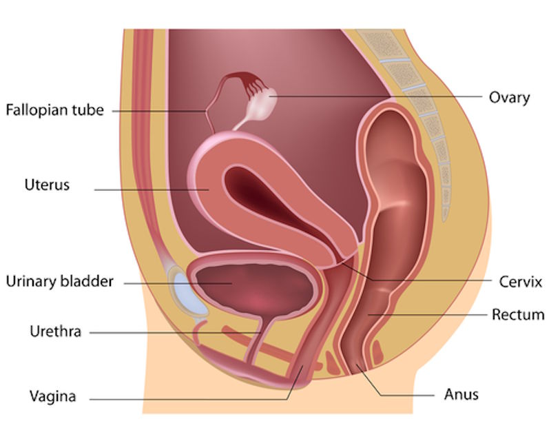 <p>Just look at where urethra is for female, type 1 when done</p>