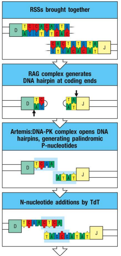 <p>Junctional diversity is created by the addition and subtraction of nucleotides to the coding joint</p>