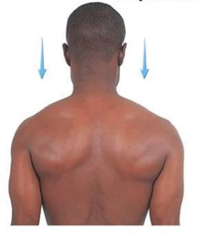 <p>movement of shoulder inferior</p>