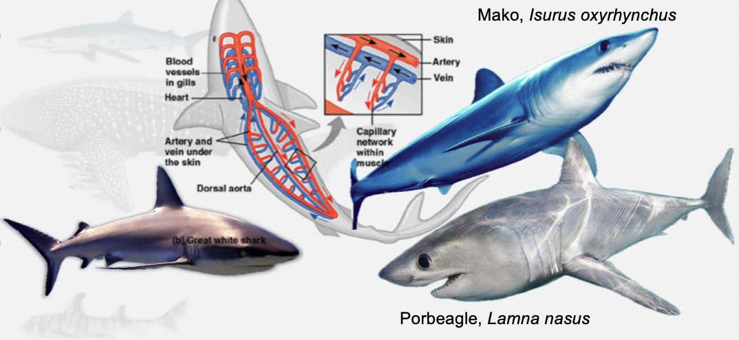 <ul><li><p class="Paragraph SCXO50816832 BCX4" style="text-align: left;"><span style="background-color: inherit; line-height: 19.55px; color: windowtext;">Streamlined, torpedo shaped body</span><span style="line-height: 19.55px; color: windowtext;">&nbsp;</span></p></li><li><p class="Paragraph SCXO50816832 BCX4" style="text-align: left;"><span style="background-color: inherit; line-height: 19.55px; color: windowtext;">Powerful tail</span><span style="line-height: 19.55px; color: windowtext;">&nbsp;</span></p></li><li><p class="Paragraph SCXO50816832 BCX4" style="text-align: left;"><span style="background-color: inherit; line-height: 19.55px; color: windowtext;">Large gill slits</span><span style="line-height: 19.55px; color: windowtext;">&nbsp;</span></p></li><li><p class="Paragraph SCXO50816832 BCX4" style="text-align: left;"><span style="background-color: inherit; line-height: 19.55px; color: windowtext;">No nictitating membrane</span><span style="line-height: 19.55px; color: windowtext;">&nbsp;</span></p></li><li><p class="Paragraph SCXO50816832 BCX4" style="text-align: left;"><span style="background-color: inherit; line-height: 19.55px; color: windowtext;">Regional endotherms</span><span style="line-height: 19.55px; color: windowtext;">&nbsp;</span></p><ul><li><p class="Paragraph SCXO50816832 BCX4" style="text-align: left;"><span style="background-color: inherit; line-height: 19.55px; color: windowtext;">Heat is generated by active swimming muscles during movement</span><span style="line-height: 19.55px; color: windowtext;">&nbsp;</span></p></li><li><p class="Paragraph SCXO50816832 BCX4" style="text-align: left;"><span style="background-color: inherit; line-height: 19.55px; color: windowtext;">Uses countercurrent heat exchange</span><span style="line-height: 19.55px; color: windowtext;">&nbsp;</span></p><ul><li><p class="Paragraph SCXO50816832 BCX4" style="text-align: left;"><span style="background-color: inherit; line-height: 19.55px; color: windowtext;">Warm blood leaving muscles runs next to cold blood returning from gills</span><span style="line-height: 19.55px; color: windowtext;">&nbsp;</span></p></li><li><p class="Paragraph SCXO50816832 BCX4" style="text-align: left;"><span style="background-color: inherit; line-height: 19.55px; color: windowtext;">Recycles heat and prevents it being lost at the gills</span><span style="line-height: 19.55px; color: windowtext;">&nbsp;</span></p></li></ul></li></ul></li></ul><p></p>