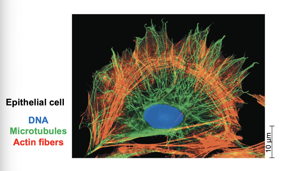<ul><li><p>network of fibers extending through cytoplasm</p></li><li><p>organizes cells structures + activities</p></li><li><p>helps support cell + maintain shape </p></li><li><p>anchorage for organelles + molecules (very dynamic)</p></li><li><p>interacts with motor proteins to produce motility</p><ul><li><p>vesicles/organelles use motor protein feet to walk along tracks of cytoskeleton</p></li></ul></li></ul><p></p>