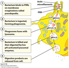 <p>Engulfment and internalization of materials such as microbes for their clearance and destruction.</p>