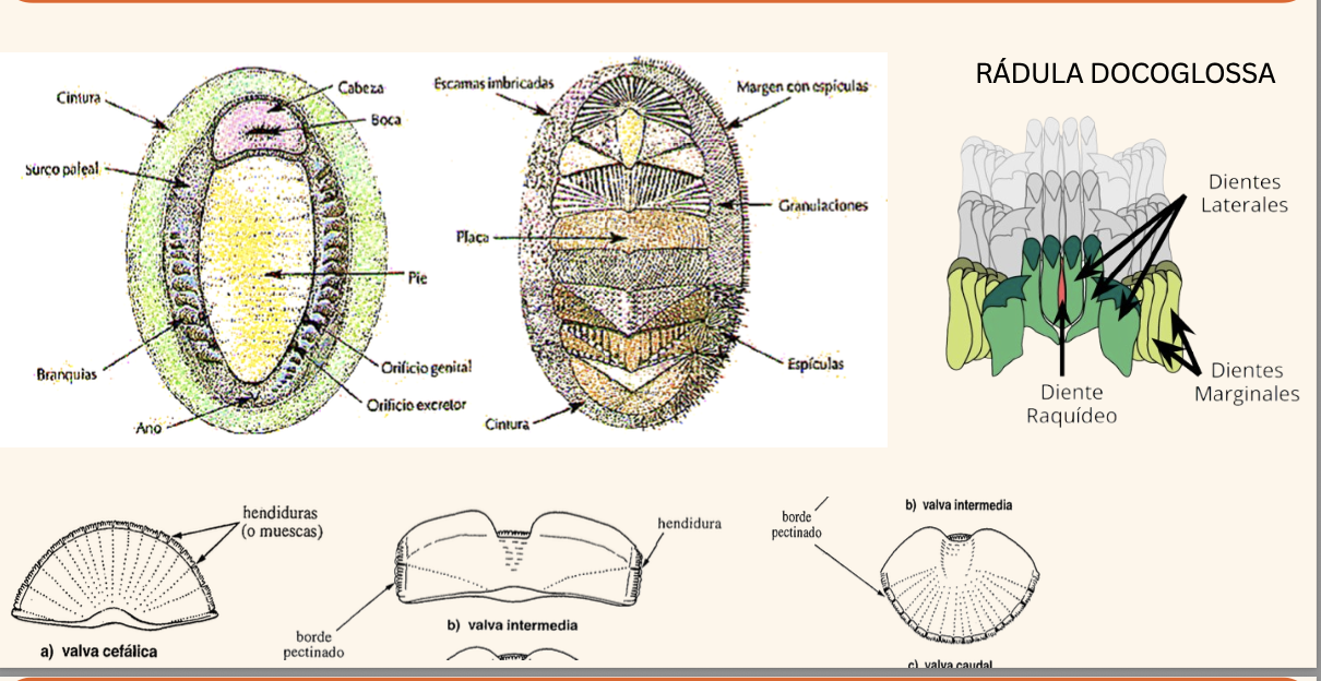 <p><strong>FILO </strong>Mollusca<strong><br>CLASE </strong>Polyplacophora<br><strong>FAMILIA </strong>Acanthochitonidae<br><strong>GÉNERO </strong><em><u>Cryptochiton stelleri</u></em><br><strong>NOMBRE COMÚN </strong>Quitones<strong><br>CARACTERÍSTICAS </strong>5 ranuras en valva cefálica y 2 en la caudal. Manto cubre ceramas.<br><strong>RÁDULA </strong>Docoglossa<strong><br>ALIMENTACIÓN </strong>Herbívoros<strong><br>HÁBITAT </strong>Sobre y bajo rocas, grietas</p>