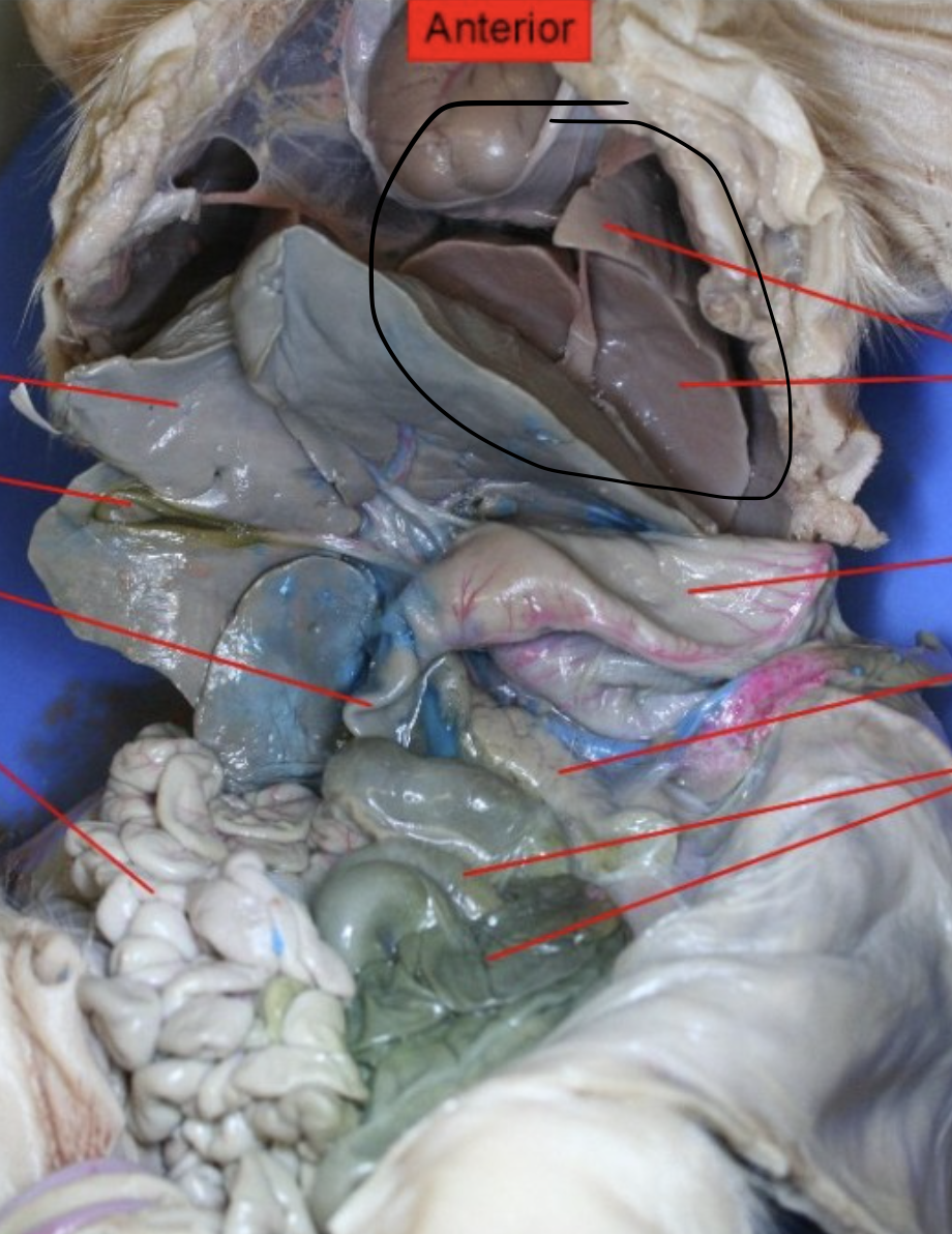 <p>Identify this Organ</p>