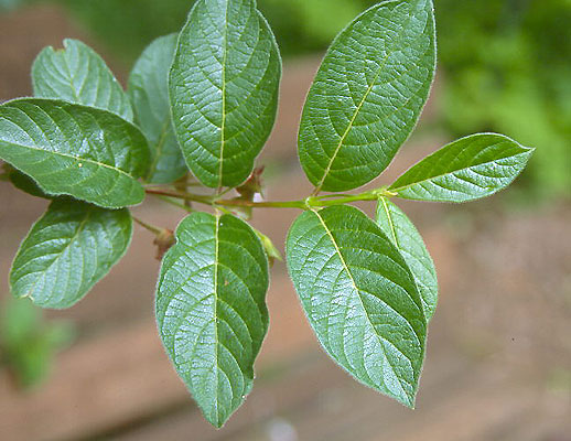 <p>Young twigs 4 angled (square) in cross-section, shiny black twin berries</p>