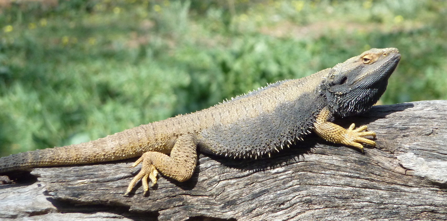 <p>Pogona barbata</p><ul><li><p>Family Agamidae</p></li><li><p>Suborder Lacertilia (Sauria)</p></li><li><p>Order Squamata</p></li><li><p>Subclass Lepidosauria</p></li></ul><p></p>