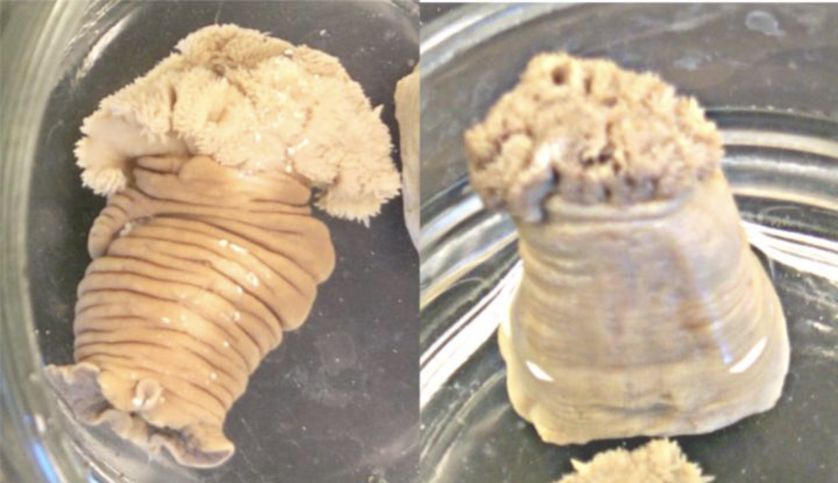 <p>What phylum and class is this? What life stage?</p>