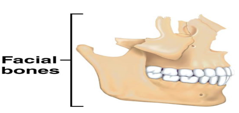 <p>Paired and single bones</p>