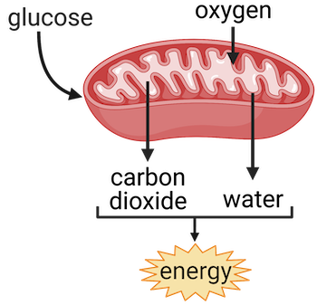 <p>The metabolic process by which cells convert <strong>glucose</strong> and oxygen into <strong>energy</strong> (ATP), carbon dioxide, and water.</p>