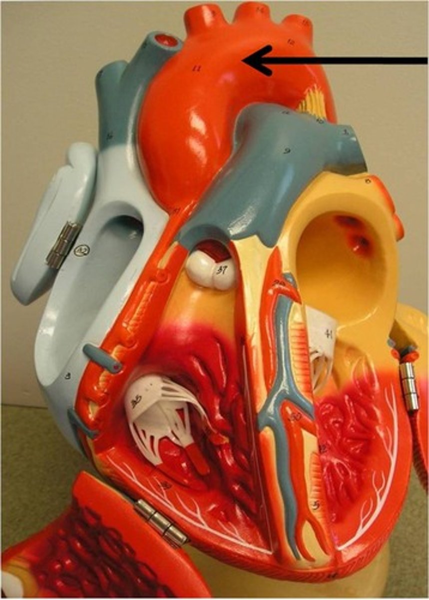 <p>The most superior portion of the aorta, lying between the ascending and descending segments of the aorta.</p>