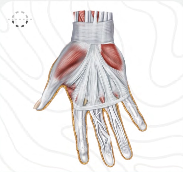<p>Palmar </p>
