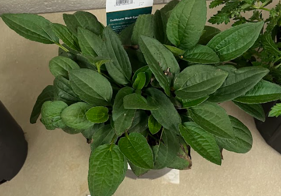 <ul><li><p>purple is the default color of flower</p></li><li><p>grows as a basal rosette</p></li></ul><p></p>