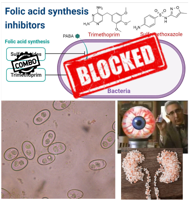 <p>What happens when sulfonamides are combined with trimethoprim?</p>