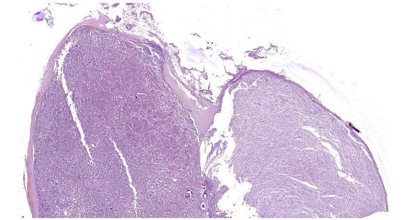 term image