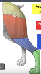 <p>what region and bones are indicated by the blue area</p>