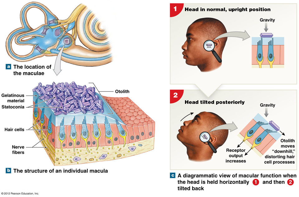 <p>Hair cells of the maculae: </p>